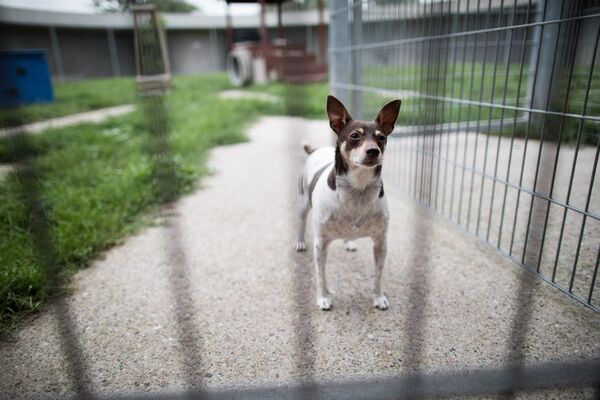 Adoptar un perro adulto tiene algunas ventajas - Mascotas - ABC Color