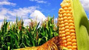 Se exportaron casi 570 mil toneladas menos de maíz hasta febrero