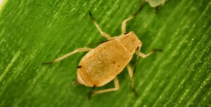 Melanaphis sacchari (Zehntner), una nueva problemática para el cultivo de sorgo