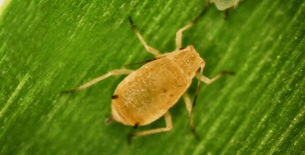 Melanaphis sacchari (Zehntner), una nueva problemática para el cultivo de sorgo