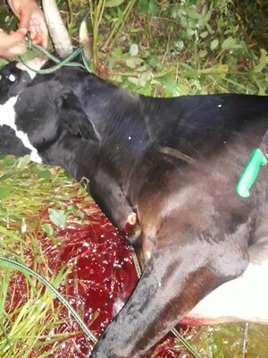 Vecinos rescatan una lechera de abigeos y recuperan carne de otra