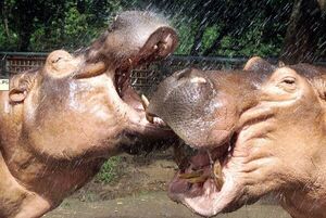 Hipopótamos forman una especie invasora en Colombia - Ciencia - ABC Color