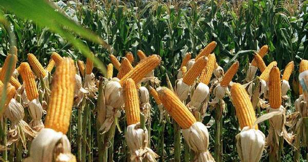 La Nación / Últimas lluvias hacen que productores de granos y leche de Caaguazú vuelvan a tener buenos resultados
