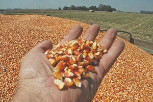 Exportaciones de maíz disminuyeron 83% en el primer bimestre de este año