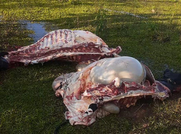 Abigeos faenan dos vacas en Coronel Oviedo - Noticiero Paraguay