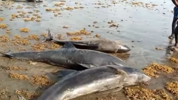 Diario HOY | Más de 20 delfines encontrados muertos en una playa de Turquía