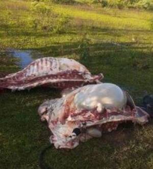 Crónica / Faenaron dos vacas y dejaron tirada la costilla y el puchero