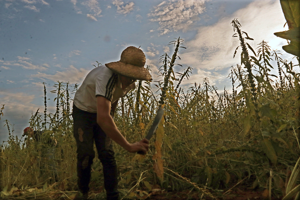 Lluvias permiten un escenario de recuperación en la producción campesina - .::Agencia IP::.