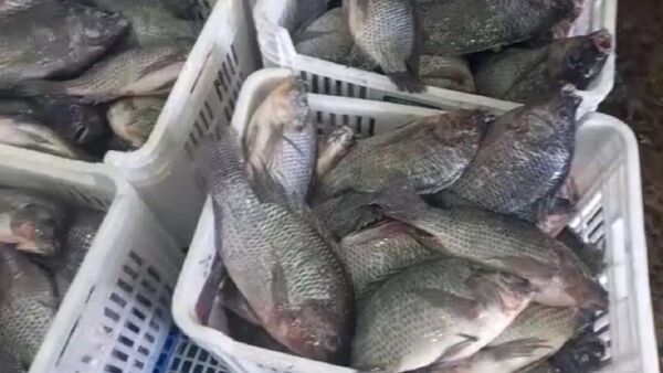 Contrabando: Sector ictícola pide frenar el ingreso ilegal de pescados