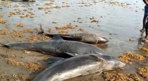 Más de 20 delfines encontrados muertos en una playa de Turquía