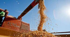 La Nación / Capeco: se exportaron 83% menos de maíz por efecto del clima