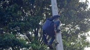 Detienen al "hombre araña paraguayo" en Itá