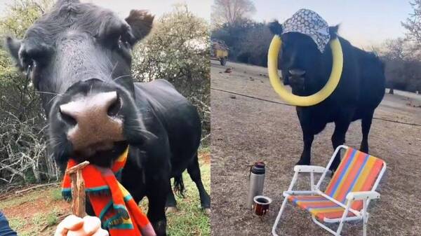 Crónica / [VIDEO] "Clota", la vaca-perro más famosa de tiktok