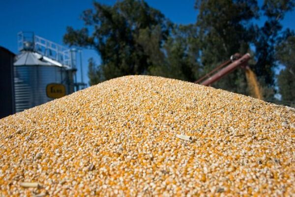 Marcada disminución en exportación de maíz en los primeros dos meses del año, según Capeco