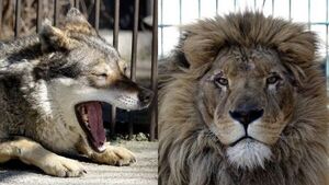 Ucrania: rescatan a un lobo y un león en medio de la guerra