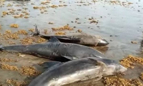 Encuentran más de 20 delfines muertos en una playa de Turquía - OviedoPress