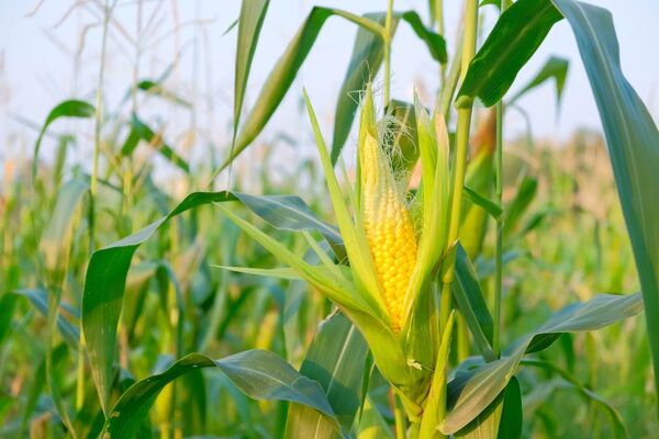 Exportaciones de maíz disminuyeron un 83% en el primer bimestre del 2022 - MarketData