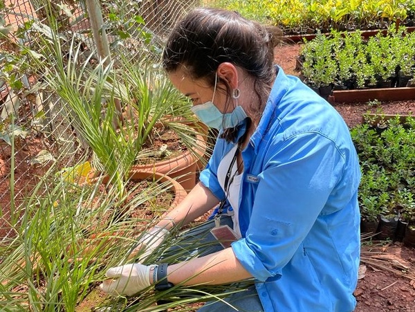 Biólogos y agrónomos de Itaipu logran germinar palmera con alto riesgo de extinción mundial - .::Agencia IP::.
