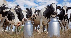 Productores de grano y leche de Caaguazú volvieron a cultivar con éxito luego de la fuerte sequía