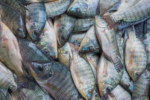 Diario HOY | Contrabando de pescado golpea las ventas: se redujeron hasta un 50%