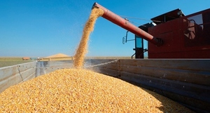 Durante el primer bimestre del 2022 las exportaciones de maíz disminuyeron un 83 %