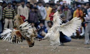 Diario HOY | Masacre en un ruedo de peleas de gallos deja al menos 20 muertos en México