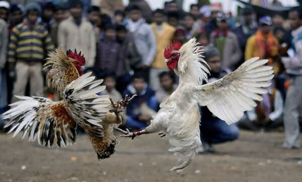Diario HOY | Masacre en un ruedo de peleas de gallos deja al menos 20 muertos en México