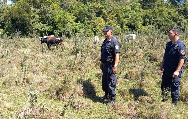 Policía recupera vaca lechera hurtada en José Domingo Ocampos – Prensa 5