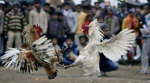 Pelea de gallos, terminó en masacre en México – Prensa 5
