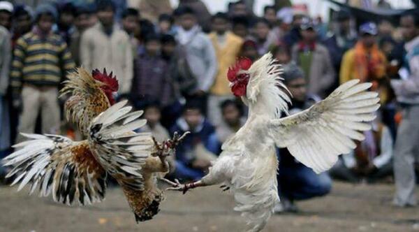 Pelea de gallos, terminó en masacre en México – Prensa 5