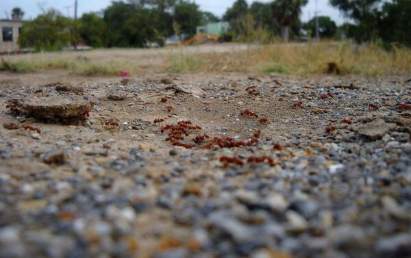 Dañinas hormigas locas oriundas de Paraguay y Brasil caen en EEUU en trampa de salchichas - Ciencia - ABC Color