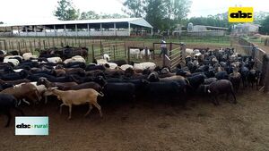 Senacsa invita a productores a registrar sus ovejas y cabras - ABC Rural - ABC Color