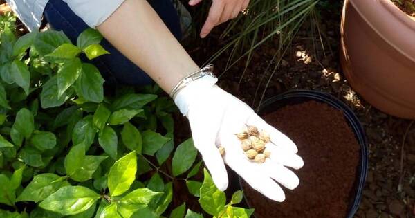 La Nación / Técnicos de Itaipú logran germinar con éxito semillas de palmera nativa en peligro de extinción