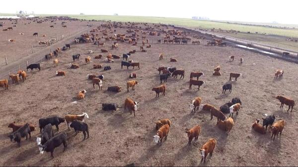 Confinadores de Uruguay no descartan que el novillo pueda alcanzar los US$ 6 a la carne