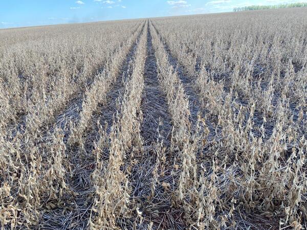 Empresa respaldó 10 mil hectáreas de soja con seguros agrícolas en la última campaña