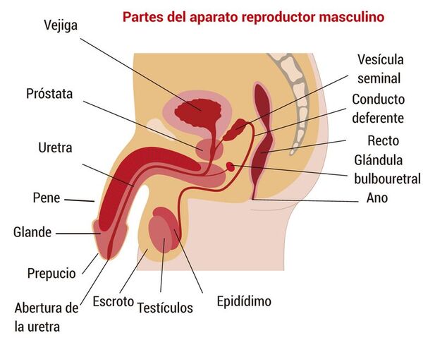 Aparato reproductor masculino: estructura y función - Escolar - ABC Color