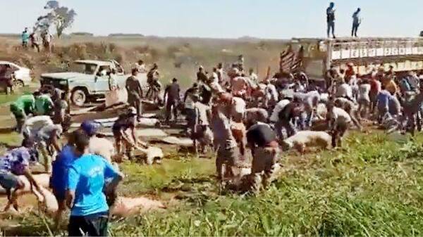 Crónica / [Video] "Carnean" decenas de chanchitos de un camión que volcó ashá