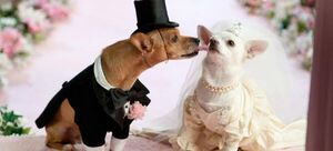 Una boda de perros aspira a entrar en el Libro Guinness - El Independiente