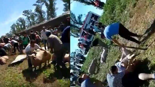 ¡Roban chanchos en ruta argentina! (VIDEO)