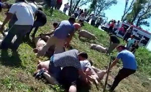 Diario HOY | Córdoba: Volcó camión cargado con cerdos vivos y vecinos los faenaron en plena ruta
