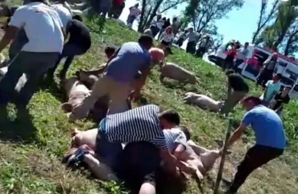 Camión que transportaba chancho volcó y los vecinos robaron a los animales