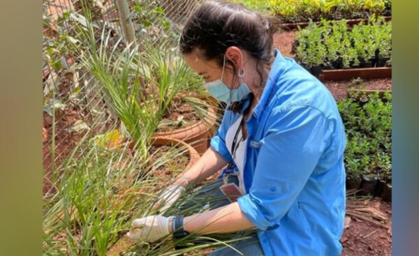 Logran germinar palmera con alto riesgo de extinción mundial