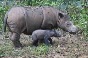 Diario HOY | Nacimiento de un rinoceronte de Sumatra, esperanza para especies en peligro de extinción