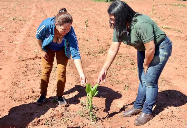 En Alto Paraná fiscalizan parcelas del proyecto de innovación agrícola que financia Itaipu - .::Agencia IP::.