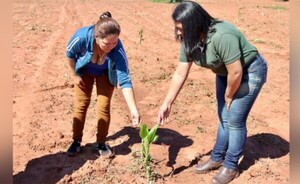Fiscalizan parcelas del proyecto de innovación agrícola en Alto Paraná