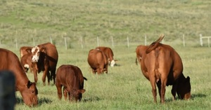 Argentina: niveles inflacionarios “hacen inviable” los ciclos ganaderos largos e intensos