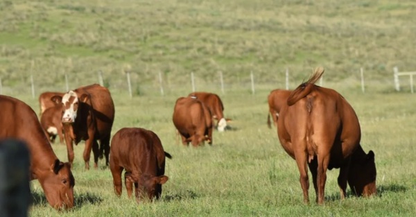 Argentina: niveles inflacionarios “hacen inviable” los ciclos ganaderos largos e intensos