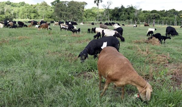Instan a dueños de ovejas y cabras a registrarse en Senacsa - Nacionales - ABC Color