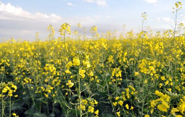Estamos entrando en época ideal para siembra de canola - Nacionales - ABC Color