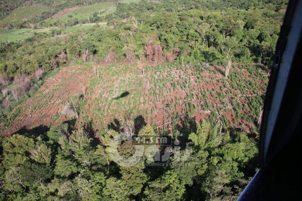 Destruyen más de 669 toneladas de marihuana en 8 jornadas en Amambay